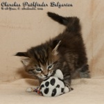 Котёнок породы мейн-кун Cherokee Pathfinder Belgarion (1 месяц)