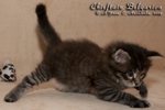 Котёнок породы мейн-кун Chieftain Belgarion (1 месяц)