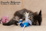  - Crusader Belgarion (1 )