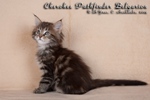 Котёнок породы мейн-кун Cherokee Pathfinder Belgarion (1,5 месяца)