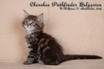   - Cherokee Pathfinder Belgarion (1,5 )