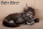Котёнок породы мейн-кун Chieftain Belgarion (1,5 месяца)
