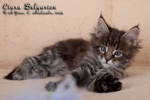 Котёнок породы мейн-кун Ciara Belgarion (1,5 месяца)