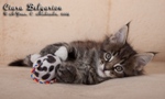 Котёнок породы мейн-кун Ciara Belgarion (1,5 месяца)