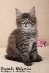 Котёнок породы мейн-кун Caoimhe Belgarion (1 месяц и 3 недели)