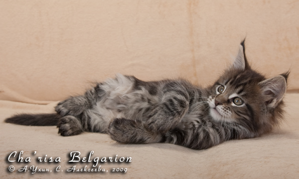 Котёнок породы мейн-кун Cha'risa Belgarion (1 месяц и 3 недели)