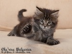 Котёнок породы мейн-кун Cha'risa Belgarion (1 месяц и 3 недели)