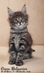 Котёнок породы мейн-кун Ciara Belgarion (1 месяц и 3 недели)