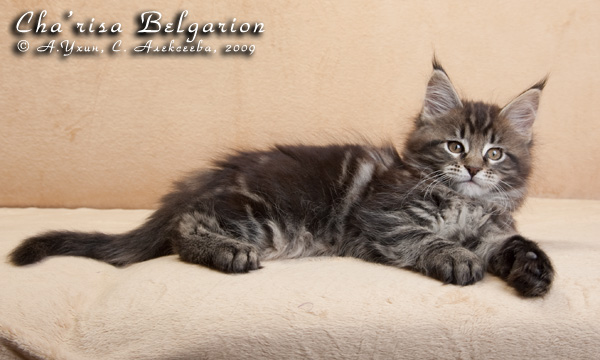 Котёнок породы мейн-кун Cha'risa Belgarion (2 месяца)