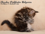Котёнок породы мейн-кун Cherokee Pathfinder Belgarion (2 месяца)