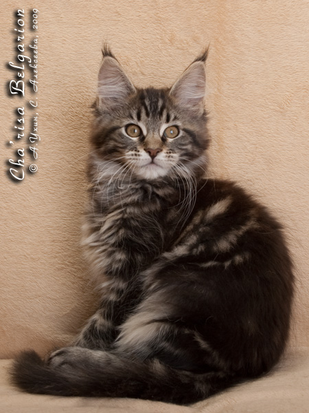 Котёнок породы мейн-кун Cha'risa Belgarion (2,5 месяца)