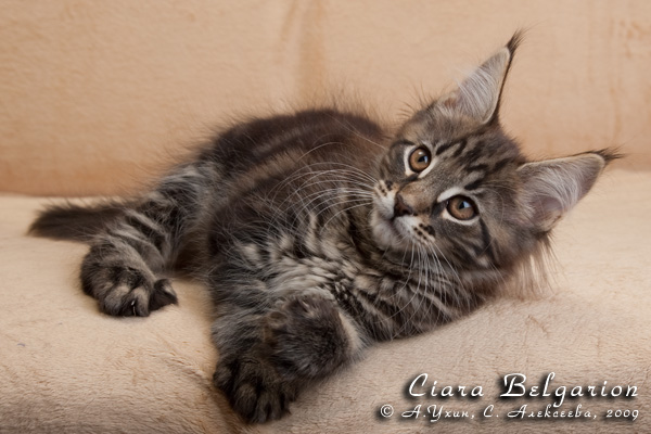 Котёнок породы мейн-кун Ciara Belgarion (2,5 месяца)