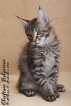 Котёнок породы мейн-кун Chieftain Belgarion (2,5 месяца)