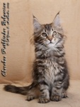 Котёнок породы мейн-кун Cherokee Pathfinder Belgarion (2,5 месяца)