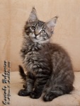 Котёнок породы мейн-кун Caoimhe Belgarion (2,5 месяца)