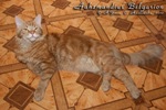 Кот породы мейн-кун Aahzmandius Belgarion (1 год и 2 месяца)