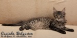 Котёнок породы мейн-кун Caoimhe Belgarion (3 месяца и 10 дней)