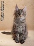 Котёнок породы мейн-кун Chieftain Belgarion (3 месяца и 10 дней)
