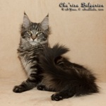 Котёнок породы мейн-кун Cha'risa Belgarion (3 месяца и 3 недели)
