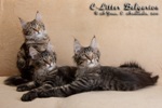 Котята породы мейн-кун Cherokee Pathfinder, Ciara, Crusader
