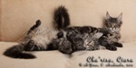 Котята породы мейн-кун Cha'risa Belgarion, Ciara Belgarion