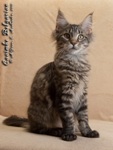 Котёнок породы мейн-кун Caoimhe Belgarion (4 месяца)