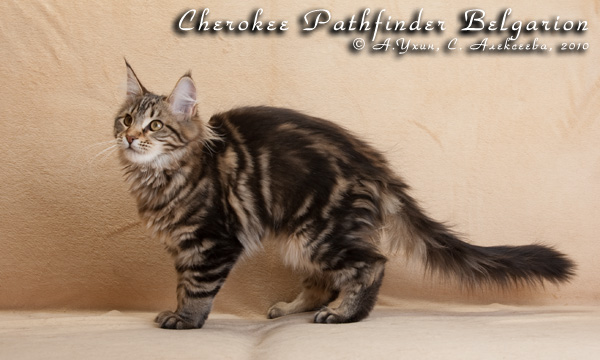   - Cherokee Pathfinder Belgarion (4 )