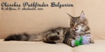 Котёнок породы мейн-кун Cherokee Pathfinder Belgarion (4 месяца)