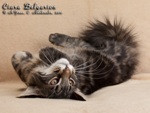 Котёнок породы мейн-кун Ciara Belgarion (4 месяца)
