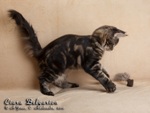 Котёнок породы мейн-кун Ciara Belgarion (4 месяца)