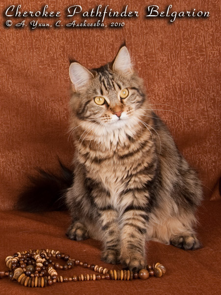 Кошка породы мейн-кун Cherokee Pathfinder Belgarion (9 месяцев)