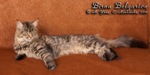 Кошка породы мейн-кун Birna Belgarion (1 год и 5 месяцев)