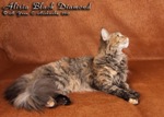 Кошка породы мейн-кун Alisia Black Diamond