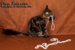 Кошка породы мейн-кун Ciara Belgarion