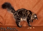 Кошка породы мейн-кун Ciara Belgarion (9 месяцев)