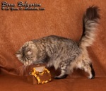 Кошка породы мейн-кун Birna Belgarion