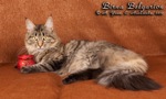 Кошка породы мейн-кун Birna Belgarion (1 год и 5 месяцев)