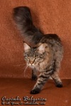 Кошка породы мейн-кун Caoimhe Belgarion (9 месяцев)