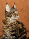 Кошка породы мейн-кун Ciara Belgarion (11 месяцев)