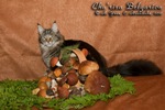 Кошка породы мейн-кун Cha'risa Belgarion (11 месяцев)