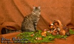 Кошка породы мейн-кун Birna Belgarion (1 год и 7 месяцев)
