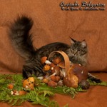 Кошка породы мейн-кун Caoimhe Belgarion (11 месяцев)