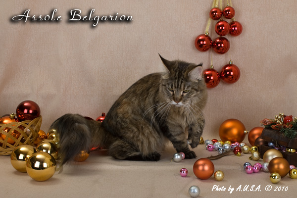   - Assole Belgarion (2   1 )