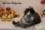   - Cha'risa Belgarion (1   3 )