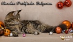 Кошка породы мейн-кун Cherokee Pathfinder Belgarion (1 год и 3 месяца)