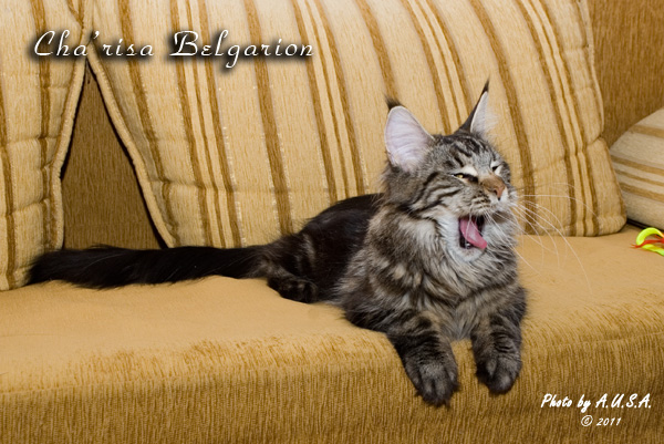 Кошка породы мейн-кун Cha'risa Belgarion (1 год и 4 месяца)