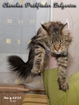 Кошка породы мейн-кун Cherokee Pathfinder Belgarion (1 год и 4 месяца)
