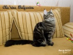 Кошка породы мейн-кун Cha'risa Belgarion