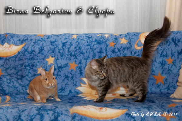 Кошка породы мейн-кун Birna Belgarion и кролик Клёпа