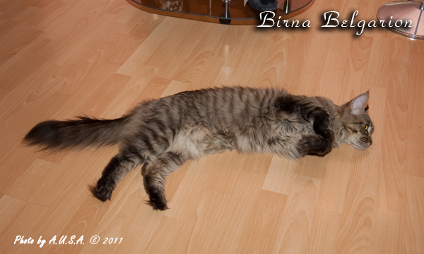   - Birna Belgarion (2 )